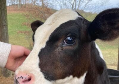 A baby cow at Nash Creamery in Scott County, Virginia.