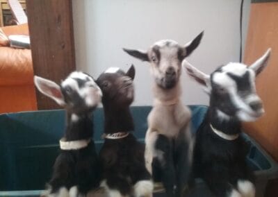 Four baby goats at Ziegenwald Dairy.