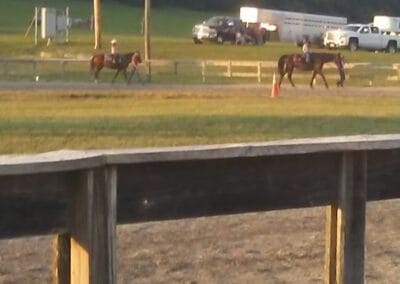 Two horses at Scott County Regional Horse Park.