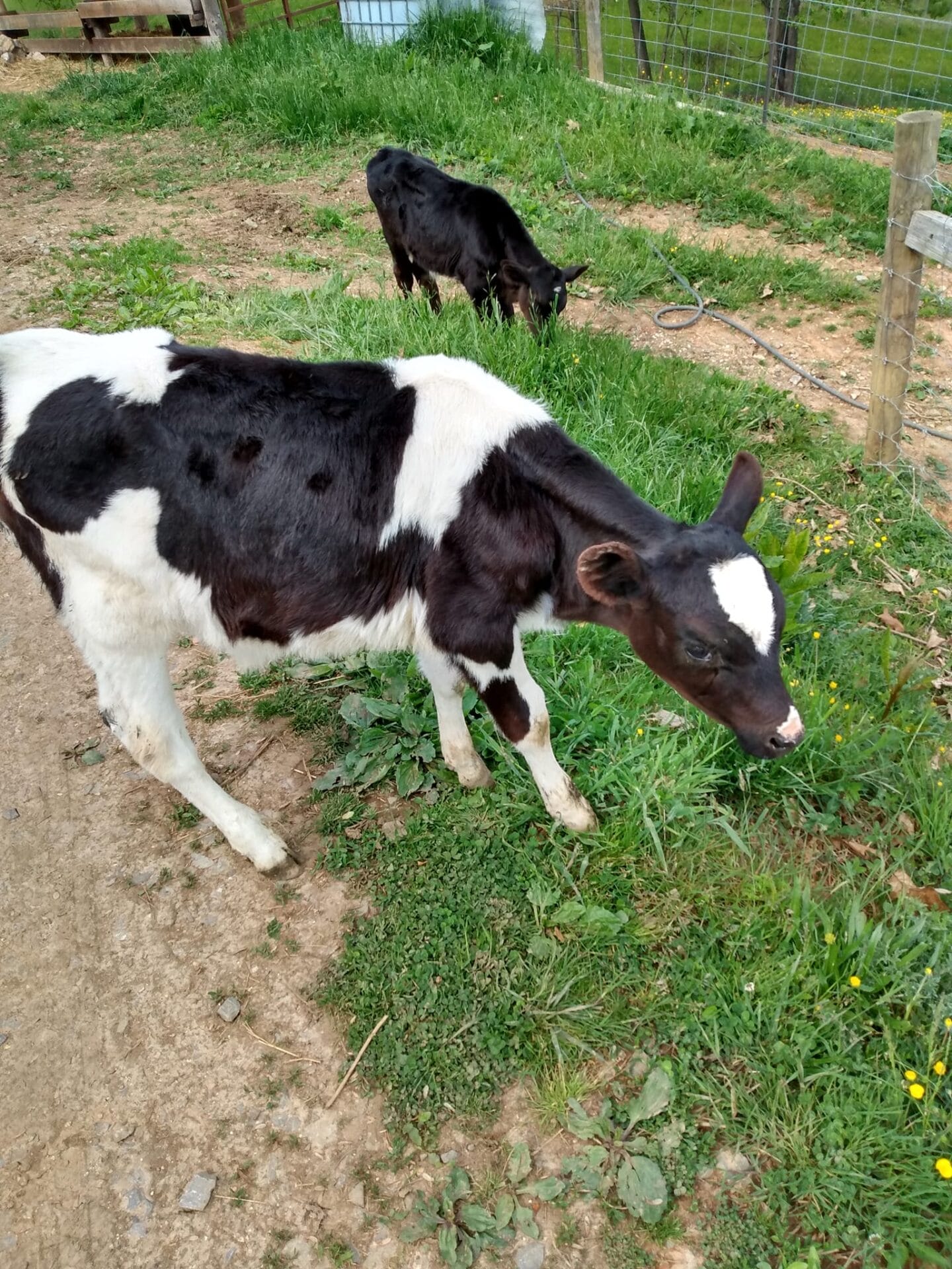 Two baby cows at Nash Creamery in Nickelsville, Virginia.