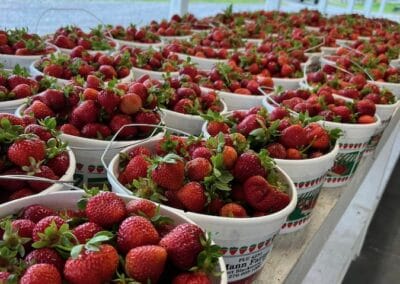Buckets of fresh strawberries for sale at Mann Farms.