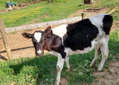 A brown and white baby cow at Nash Creamery.