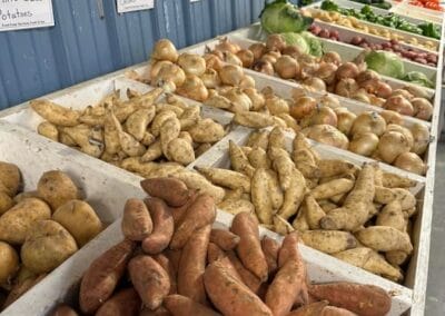 Different types of fresh potatoes for sale at Mann Farms.