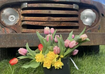 A bucket of freshly picked tulips in front of an old Ford truck at 58 Flower Stop.