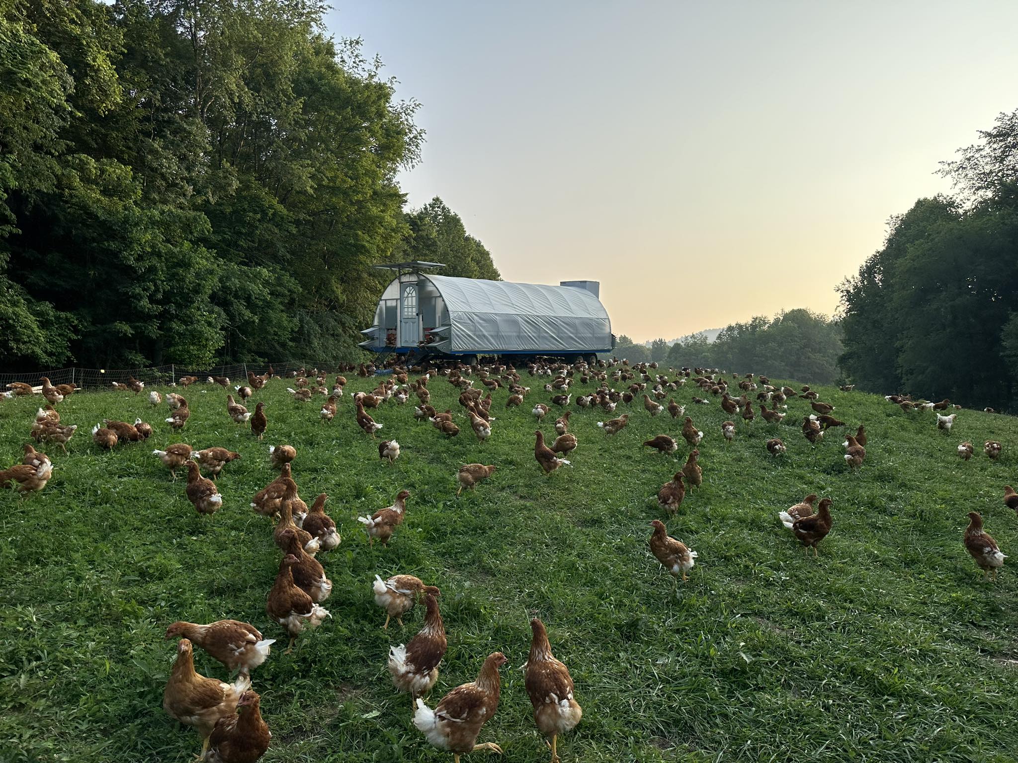 Chickens roaming in a pasture at Brookhaven Farms in Duffield, Virginia.