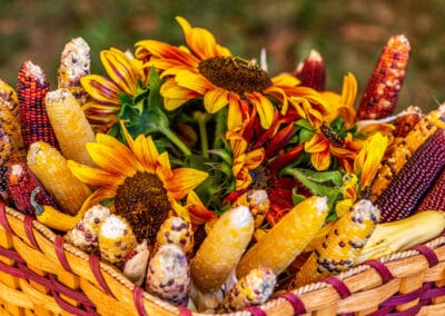 A basket of corn and sunflowers at Bush Mill.