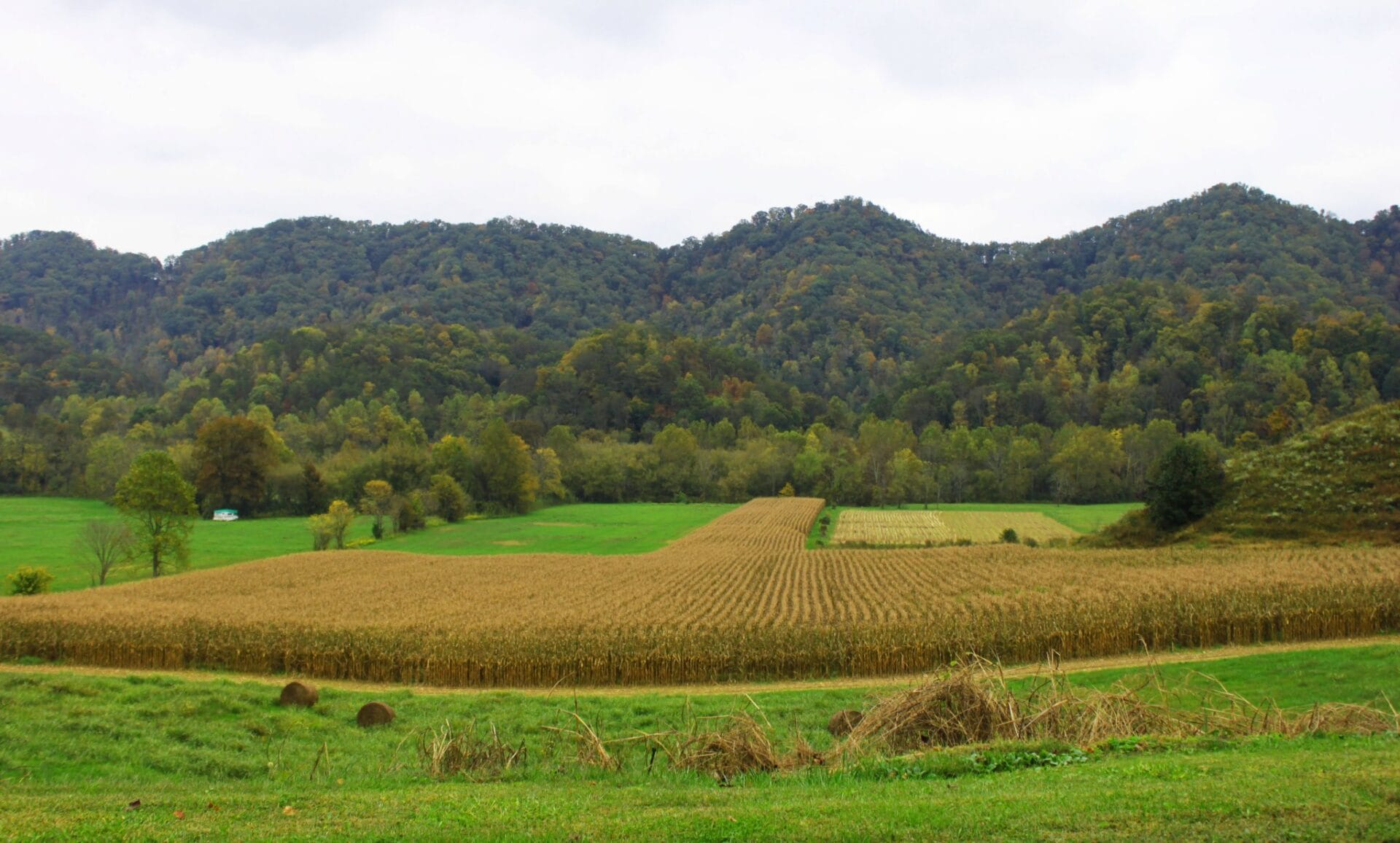 Cornfield at Broadwater Trading Company in Gate City, Virginia.