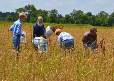 Family members at Heritage Virginia Mills work in a field to harvest grain.