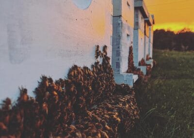 Swarms of bees on pollen baskets on a summer evening at Hive and Honey, LLC.