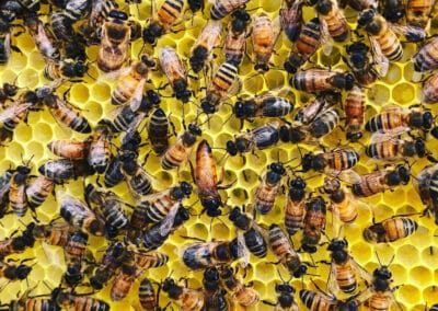 Hive and Honey, LLC