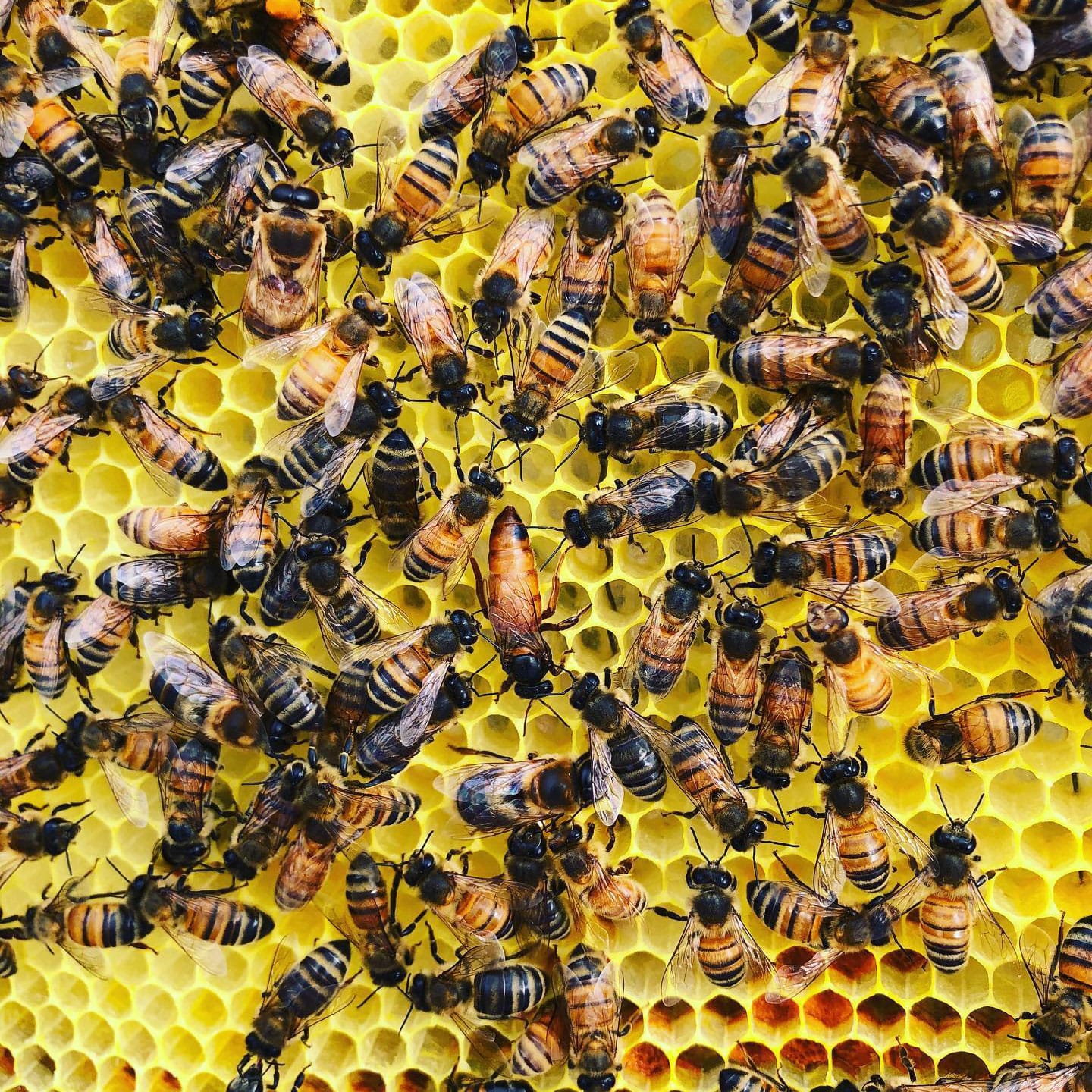 Hive and Honey in Scott County, VA