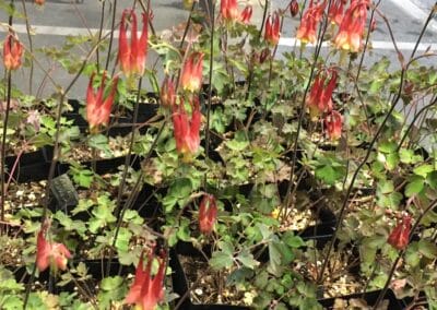 Rare pollinator plant with red bloom
