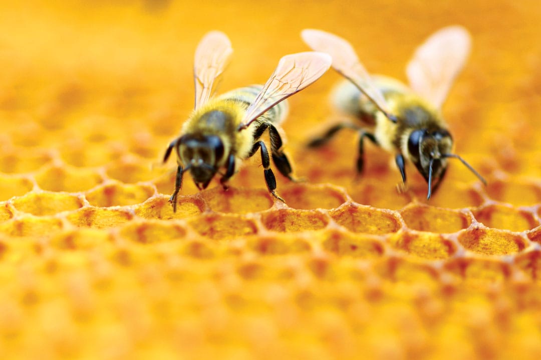 A closeup of two bees on a honeycomb.