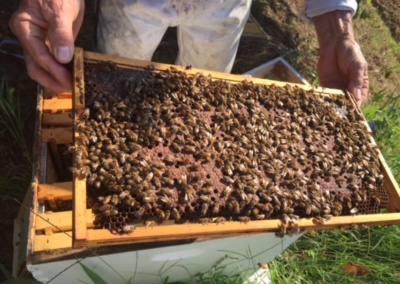 Thousands of bees from a hive at Poor Valley Bee Farm in Scott County, Virginia.