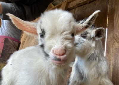 Two baby goats at Pungo Farms in Nickelsville, Virginia.