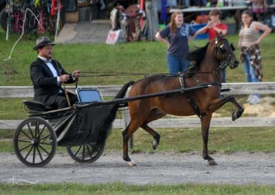 A man riding in a small horse wagon at Scott County Regional Horse Park.